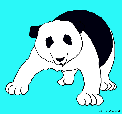 Oso panda