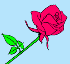 Dibujo Rosa pintado por aurora