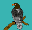Dibujo Águila en una rama pintado por josefidelcasas