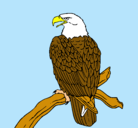 Dibujo Águila en una rama pintado por alondra