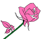 Dibujo Rosa pintado por conzuelorivas