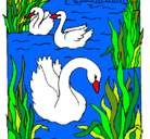 Dibujo Cisnes pintado por PAQUI