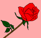 Dibujo Rosa pintado por tania