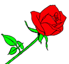 Dibujo Rosa pintado por valentina