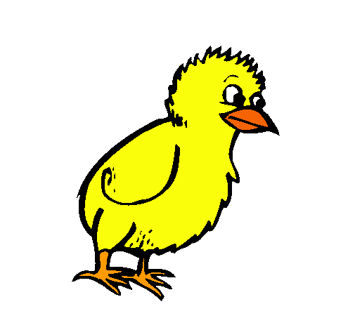 Pollito