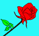 Dibujo Rosa pintado por mariajosecamacaro