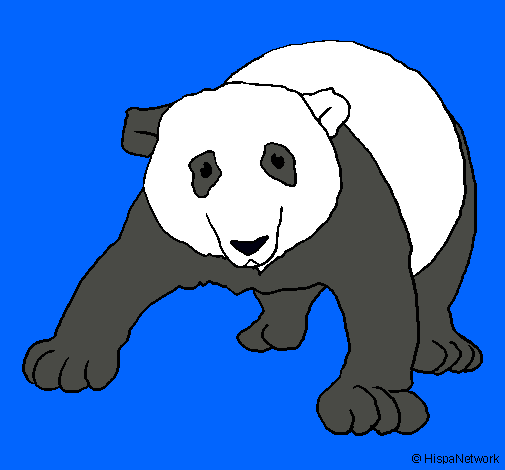 Oso panda