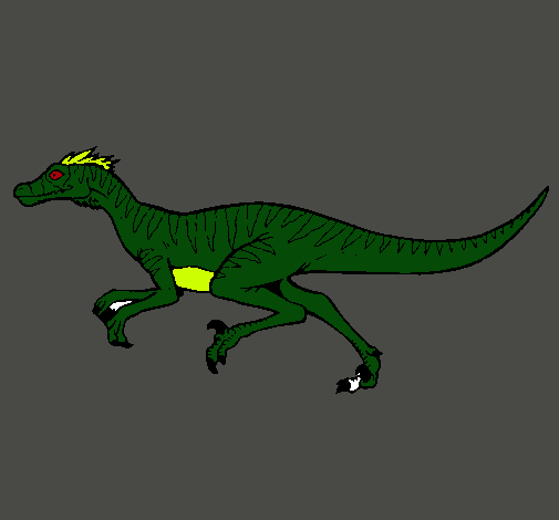 Velociraptor