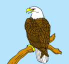 Dibujo Águila en una rama pintado por julio