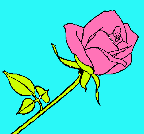 Rosa