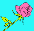 Dibujo Rosa pintado por xenia