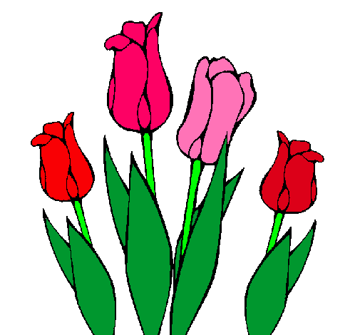 Tulipanes