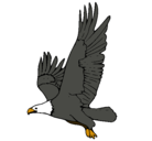 Dibujo Águila volando pintado por rociohuamaniloayza