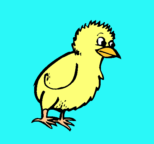 Pollito