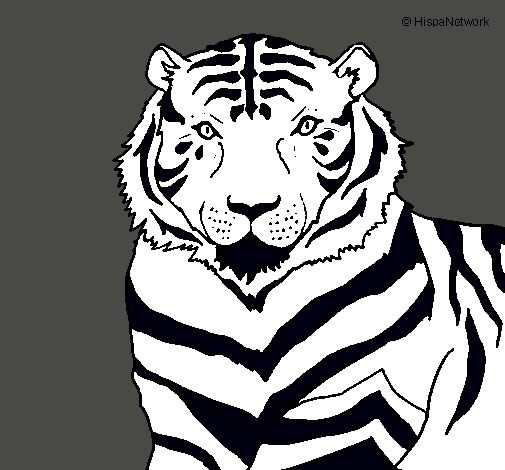 Tigre