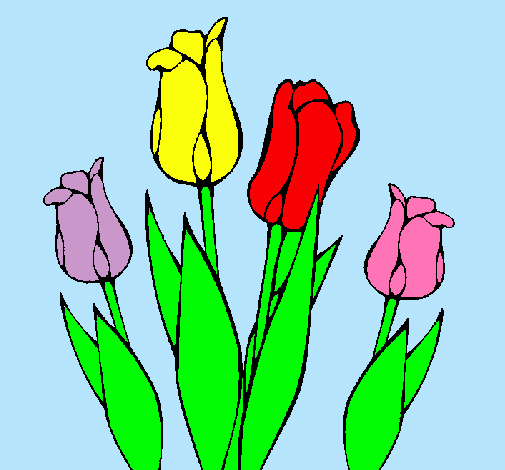 Tulipanes