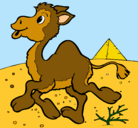Dibujo Camello pintado por coni