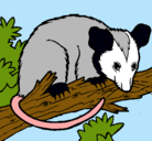 Dibujo Ardilla possum pintado por pedro