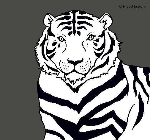 Tigre