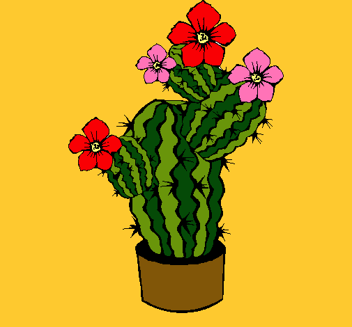 Flores de cactus