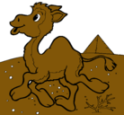 Dibujo Camello pintado por noelfernando