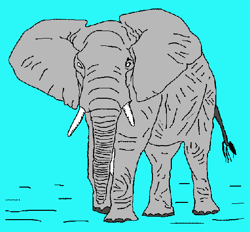 Elefante