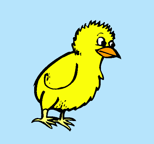 Pollito