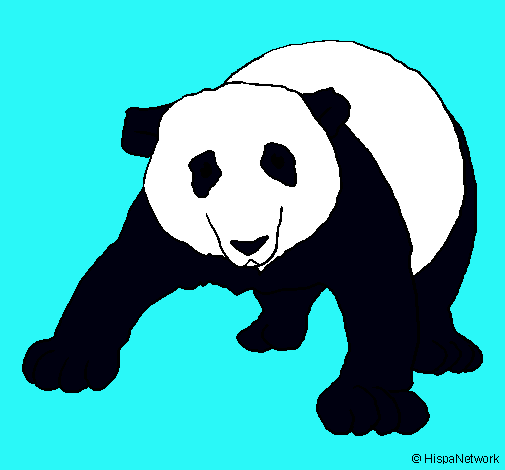 Oso panda