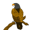 Dibujo Águila en una rama pintado por luisito