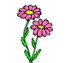 Dibujo Margaritas pintado por blossom