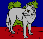 Dibujo Lobo pintado por erik