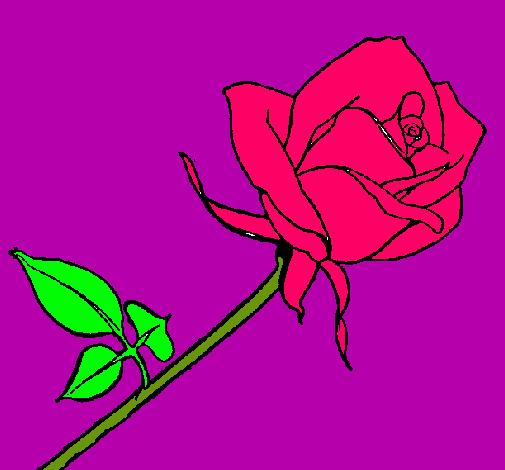 Rosa