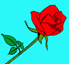 Dibujo Rosa pintado por xikiitah