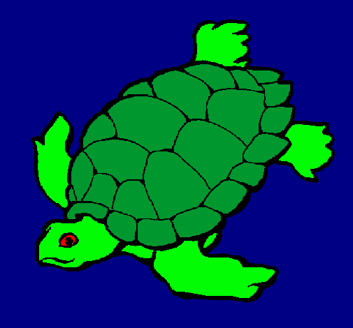 Tortuga