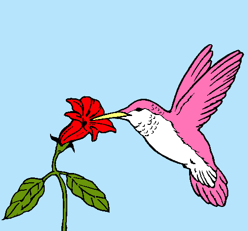 Colibrí y una flor