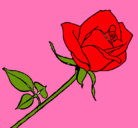 Dibujo Rosa pintado por monica