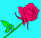 Dibujo Rosa pintado por alicia