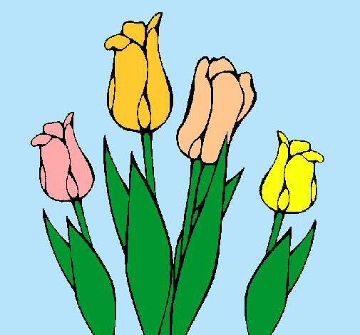 Tulipanes