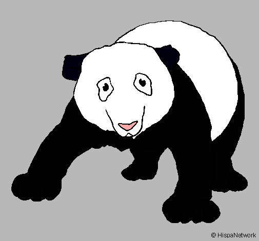 Oso panda