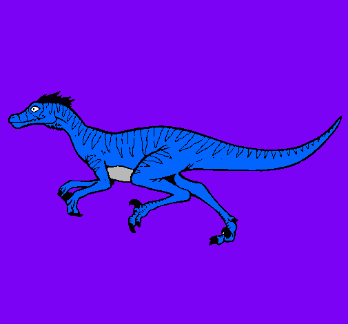 Velociraptor