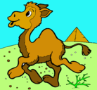 Dibujo Camello pintado por robertamderchimcaro