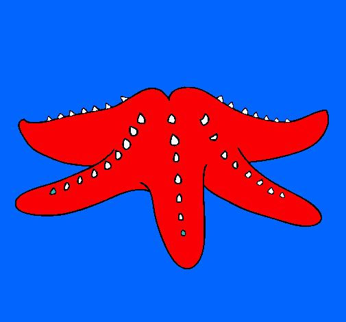 Estrella de mar