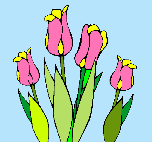 Tulipanes