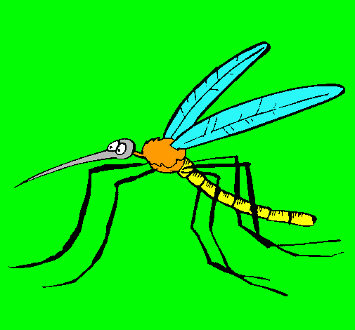 Mosquito