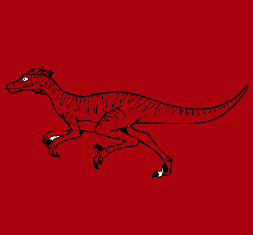 Velociraptor