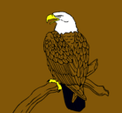 Dibujo Águila en una rama pintado por ajil