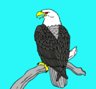 Dibujo Águila en una rama pintado por valex