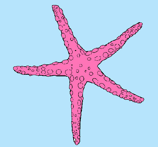 Estrellita de mar