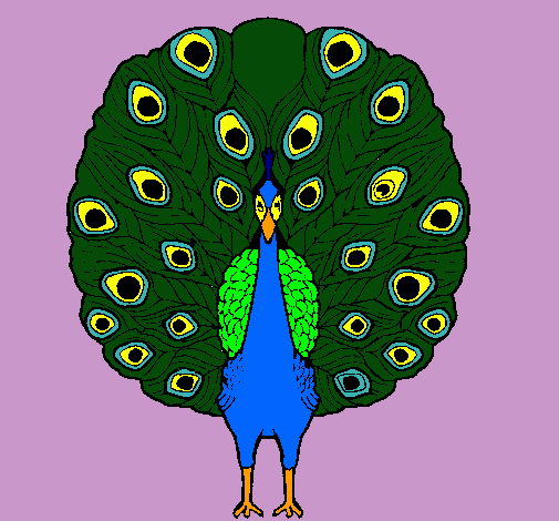 Pavo real