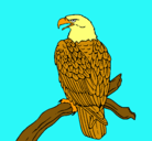Dibujo Águila en una rama pintado por LauraPozo